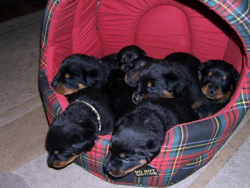 Rottweiler purosangue para adoção gratuita - Imagen 2