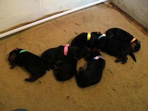 Rottweiler purosangue para adoção gratuita - Imagen 3
