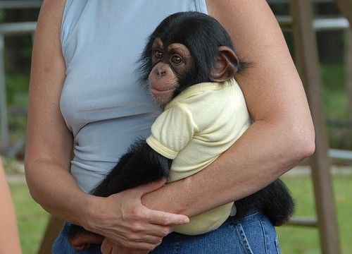 macacos e chimpanzés bebs e gorilas e lm - Imagen 1
